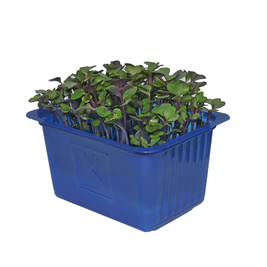 Kırmızı Lahana Filizi